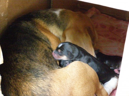 Daisy a čertík:)JPG