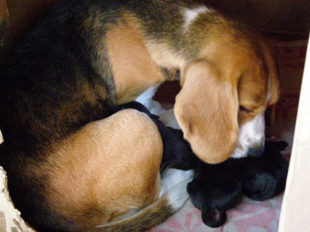 Starostlivá mamička.JPG